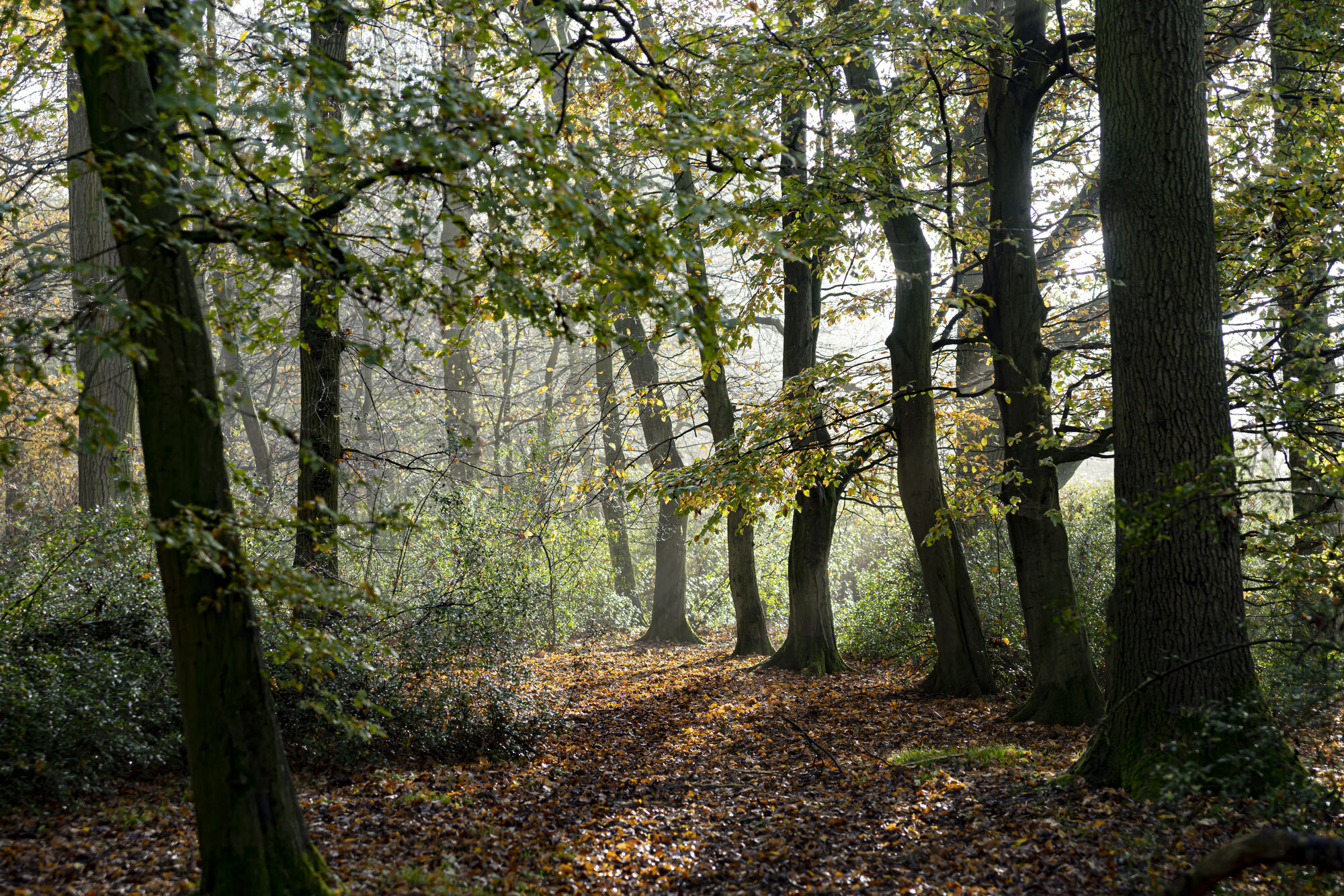 Lichtdurchfluteter Herbstwald mit Laubweg