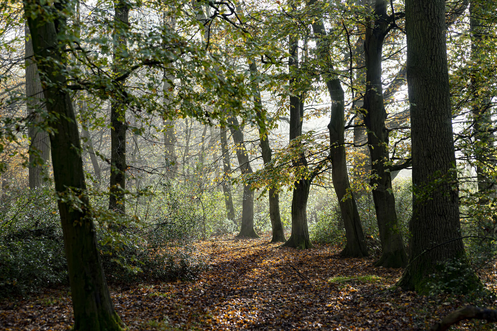 Sonnendurchfluteter Herbstwald mit Laub am Boden